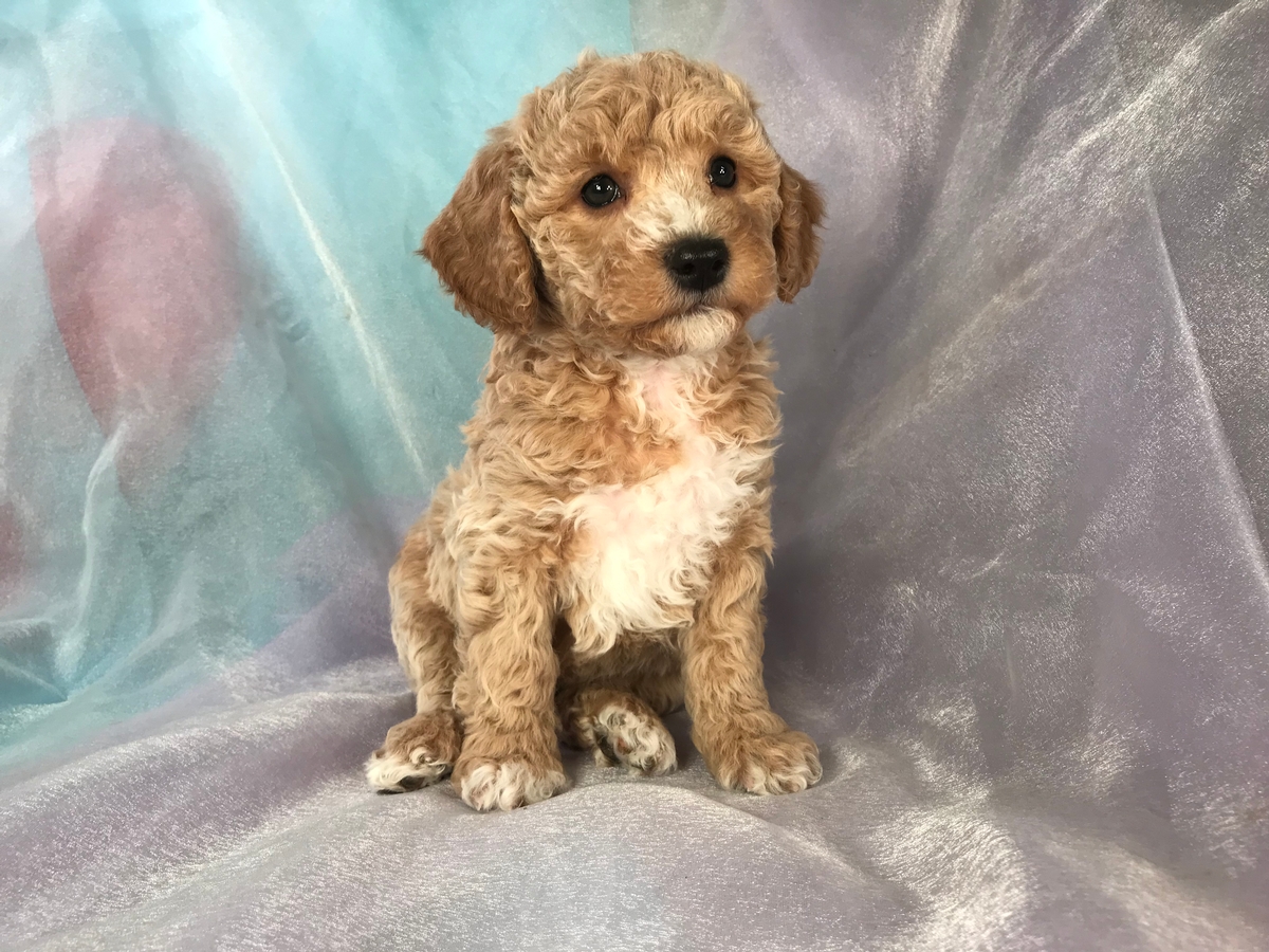Cockapoo Breeders From Iowa! Male Puppy for Sale!